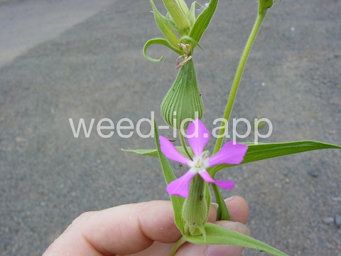catchfly, cone